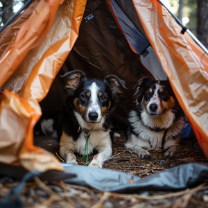 Essential Pet Gear for Your Next Camping Adventure from PetShopaholics